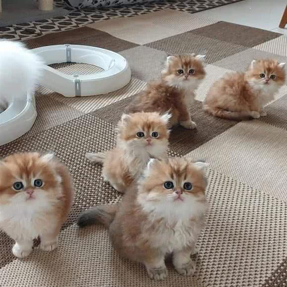 猫先生名猫馆:焦作市解放区大杨树/中医院附近