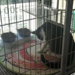 爱尚宠·爱日常生活:焦作市山阳区壹里洋场附近