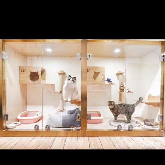 实丽派宠物（猫狗萌宠专卖及售后一体店）(美景东方店):北京城区朝阳区劲松/潘家园附近