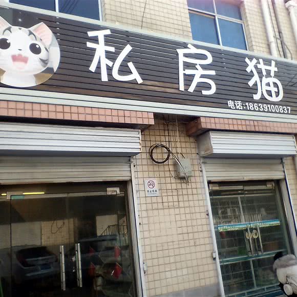 私房猫:焦作市山阳区万新商城附近