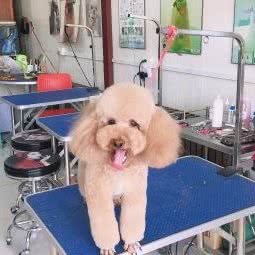 晓杰爱宠:天津城区河北区天泰路/榆关道附近