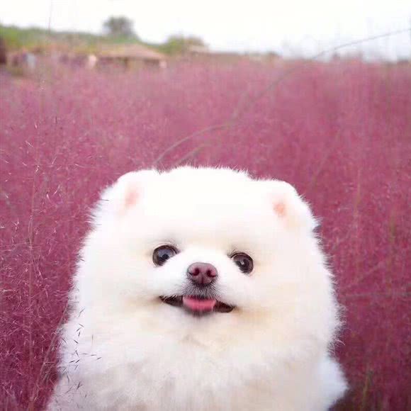 泡泡宠物生活馆:许昌市魏都区时代广场/六一路附近