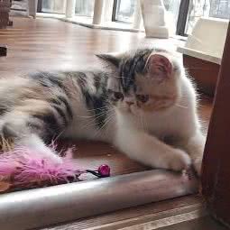 猫朋狗友宠物生活馆:许昌市魏都区东城区附近