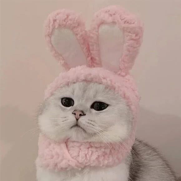 爱宠家园生活馆:许昌市魏都区东城区附近