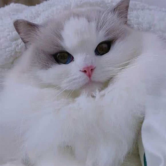 橙橙宠物:漯河市源汇区建设路/湘江路附近