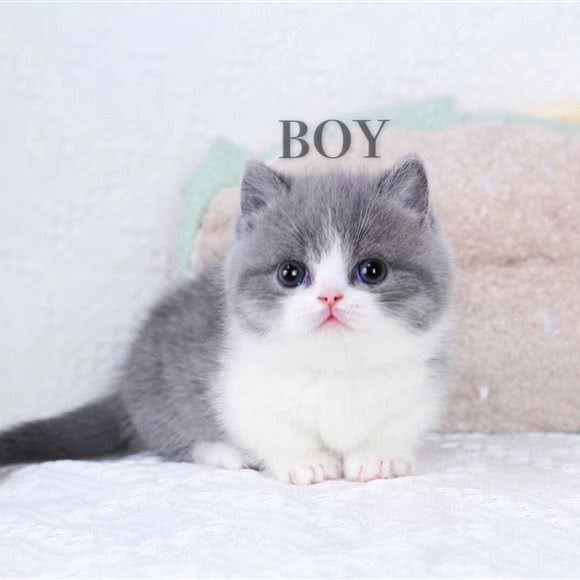 繁育·猫舍(榆关道店):天津城区河北区天泰路/榆关道附近