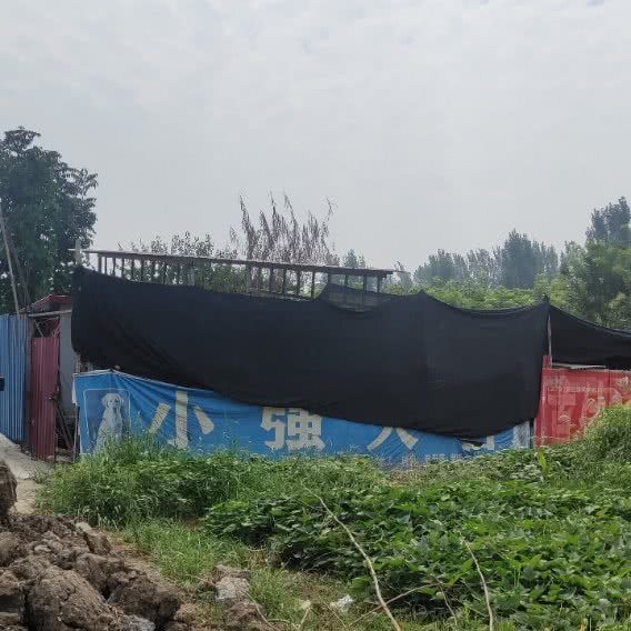 小强犬舍:漯河市源汇区汽车西站/工贸区附近