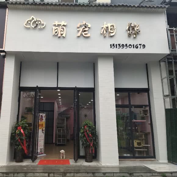 萌宠相伴:漯河市郾城区会展中心附近