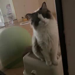 狗先生猫小姐:三门峡市湖滨区越海华府附近