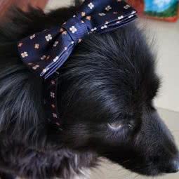 喜洋洋宠物会所:三门峡市湖滨区黄河公园附近