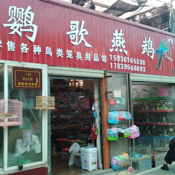 莺歌燕鹉:南阳市宛城区独山大道附近