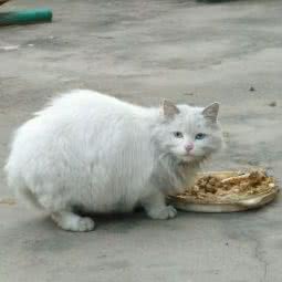 松旺宠物诊疗中心:南阳市宛城区仲景路/光武路附近