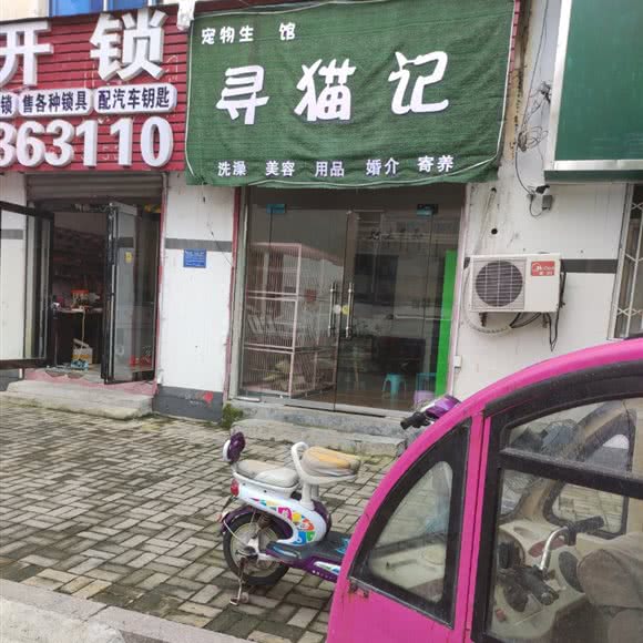 寻猫记:商丘市梁园区一高分校附近