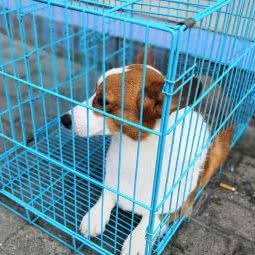 阳光宠物:信阳市浉河区和美广场/浉河公园附近