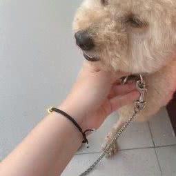 简爱狗狗:信阳市浉河区鸿昌运动城贸易广场附近