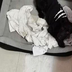 淮阳动物医院:周口市淮阳区淮阳区附近