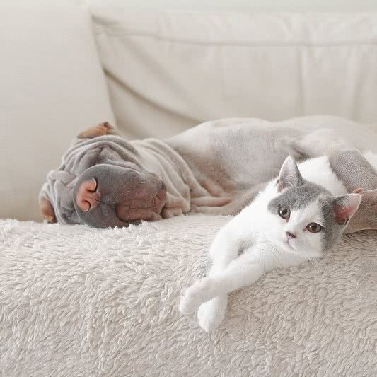 宠爱宠物轻奢馆:驻马店市驿城区文明大道附近