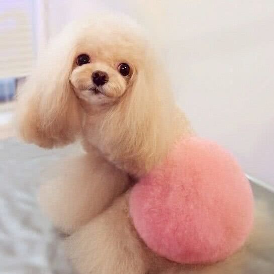 爱宠屋(张楼店):驻马店市驿城区解放大道附近