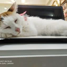 百万萌宠:武汉市江岸区江汉路步行街附近