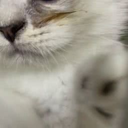 猫狗帝国:武汉市江岸区江汉路步行街附近