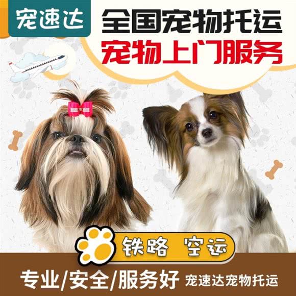 武汉宠速达宠物托运:武汉市江岸区江汉路步行街附近