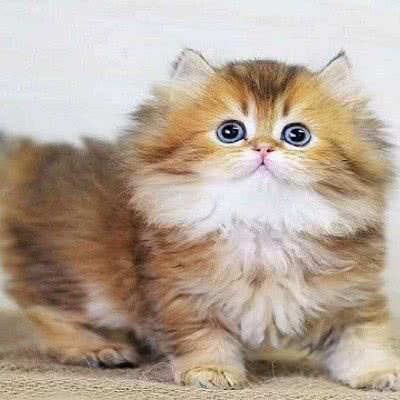 月光宠物·用品·食品·美容外卖:武汉市江岸区江汉路步行街附近