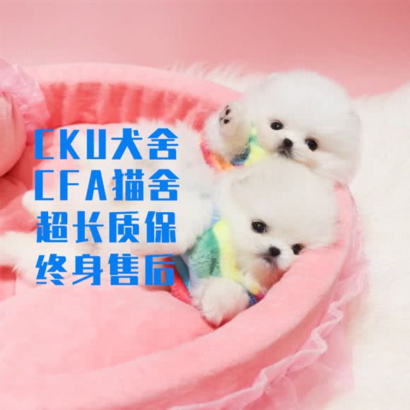 汉宠阁·猫狗萌宠直售·CKU& CFA犬舍猫舍:武汉市江岸区江汉路步行街附近