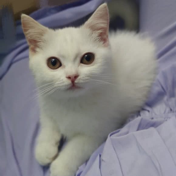 田心萌宠(江汉路总店):武汉市江岸区江汉路步行街附近