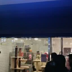 猫狗大赞宠物美容:武汉市江岸区西北湖附近