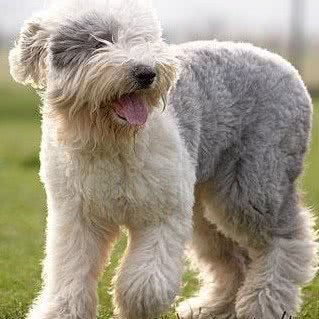 快乐爱犬宠物寄养不关笼:武汉市江岸区港澳台风情街附近