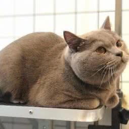 壹宠宠物:武汉市江岸区后湖附近