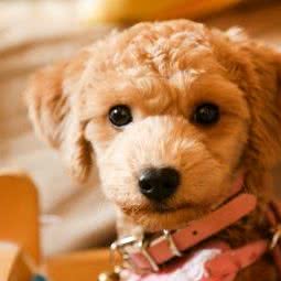 非宠勿扰宠物生活馆:武汉市江岸区后湖附近