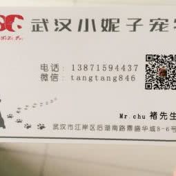 小妮子宠物:武汉市江岸区后湖附近