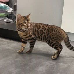 布塔宠物:武汉市江岸区后湖附近