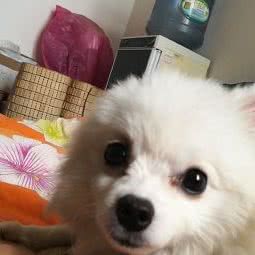 Gogo宠物美容会所:武汉市江岸区后湖附近