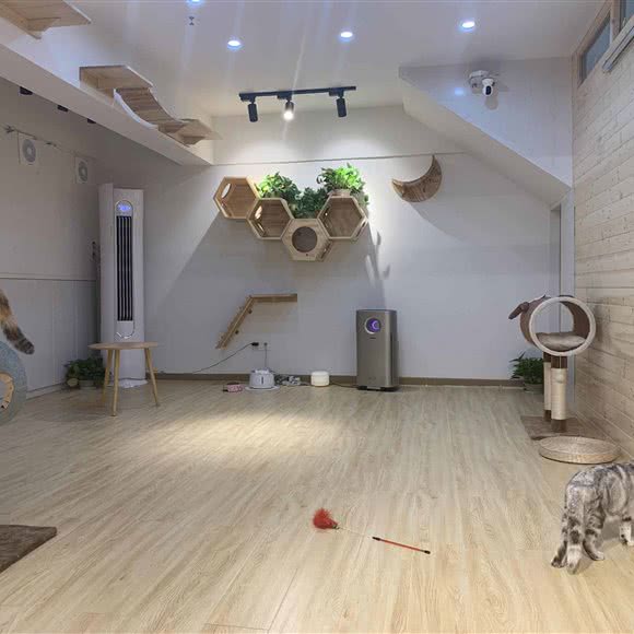 嗨皮宠物:武汉市江岸区后湖附近