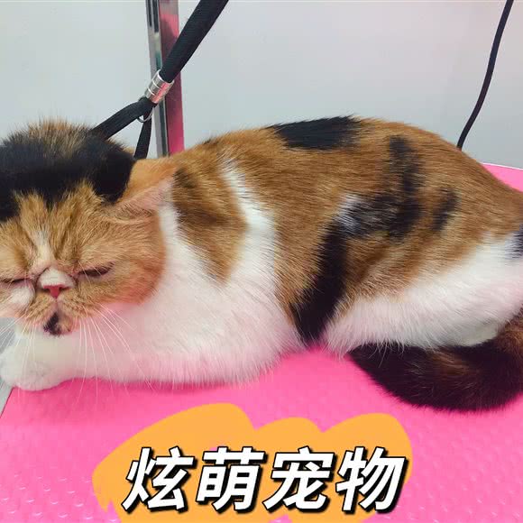 炫萌宠物:武汉市江岸区后湖附近