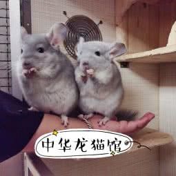 中华龙猫馆:武汉市江岸区后湖附近