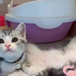 园长の猫(汉口城市广场店):武汉市江岸区后湖附近