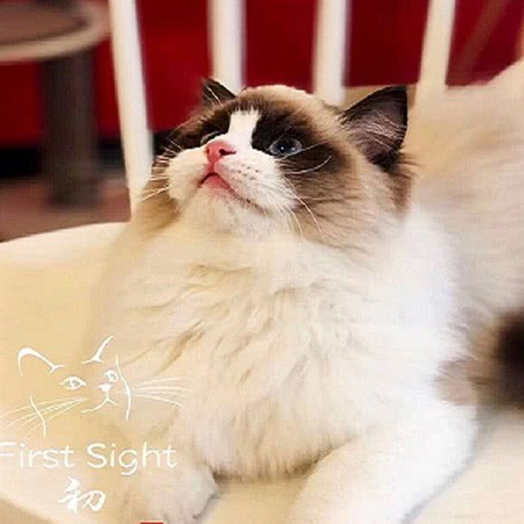 初见国际性名猫&猫舍:武汉市江岸区后湖附近