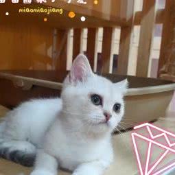 喵喵酱猫舍:天津城区河北区意大利风情区/火车站附近