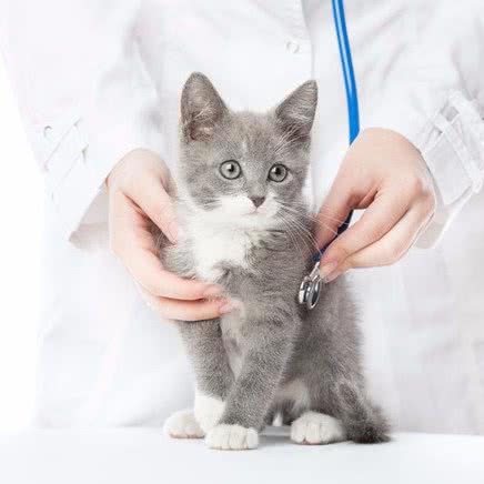 安宠宠物诊所:武汉市江岸区后湖附近