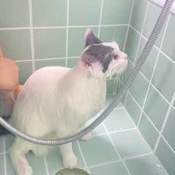 三宠乐园:武汉市江岸区百步亭/二七附近