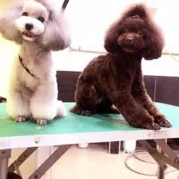 优品道·宠妮宠物美容培训:武汉市江岸区百步亭/二七附近