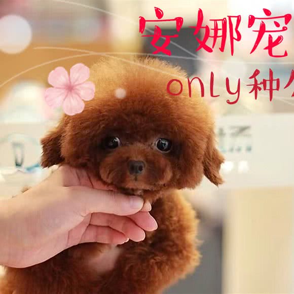 安娜宠物(东部购物公园店):武汉市江岸区百步亭/二七附近