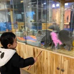 三幺猫屋:武汉市江岸区百步亭/二七附近