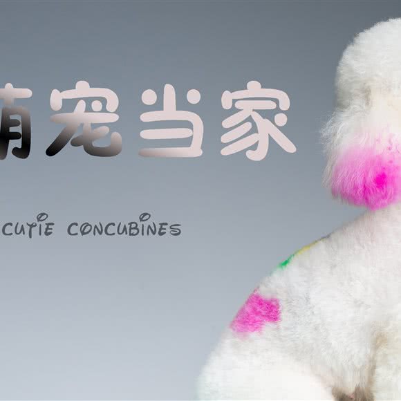 萌宠当家:武汉市江岸区竹叶山/花桥附近