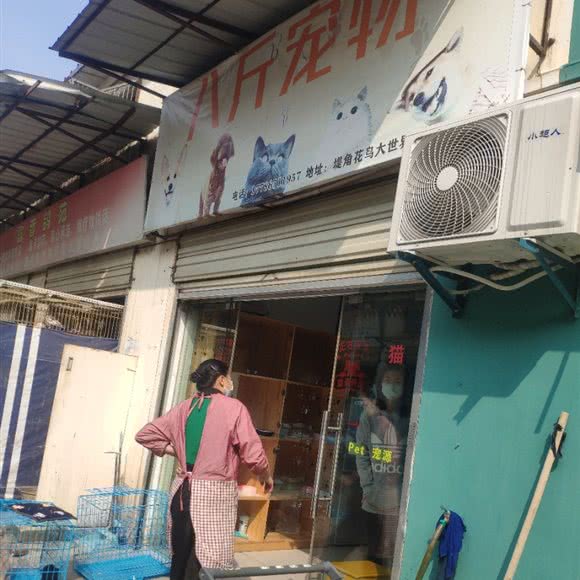 八斤宠物:武汉市江岸区新荣/堤角附近