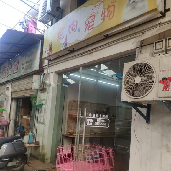 炫狗宠物:武汉市江岸区新荣/堤角附近