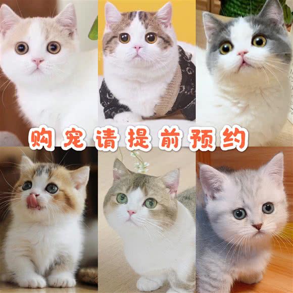 猫大仁·曼基康矮脚猫舍:北京城区朝阳区劲松/潘家园附近